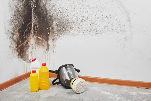 Best Fast Mold Removal  in Gardner, IL