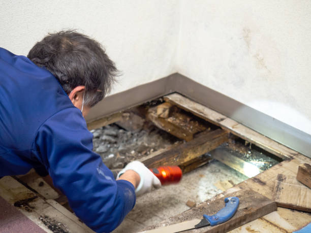 Best Mold Remediation  in Gardner, IL