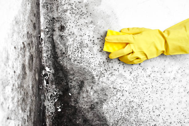 Best Certified Mold Removal  in Gardner, IL