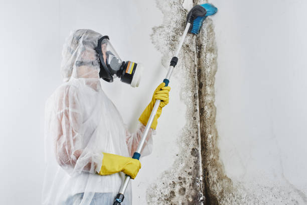 Crawl Space Mold Removal in Gardner, IL