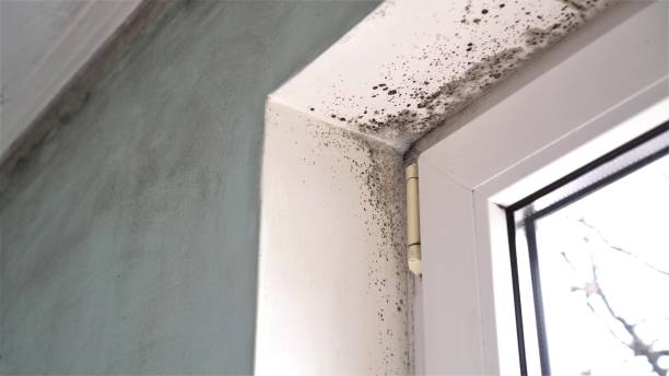 Mold Removal Process in Gardner, IL