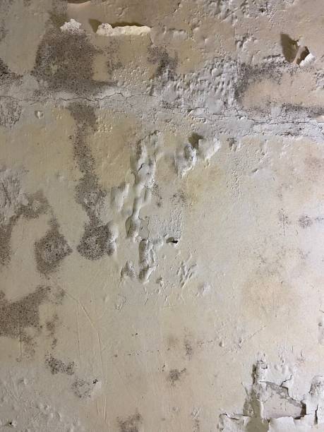 Best Emergency Mold Removal  in Gardner, IL