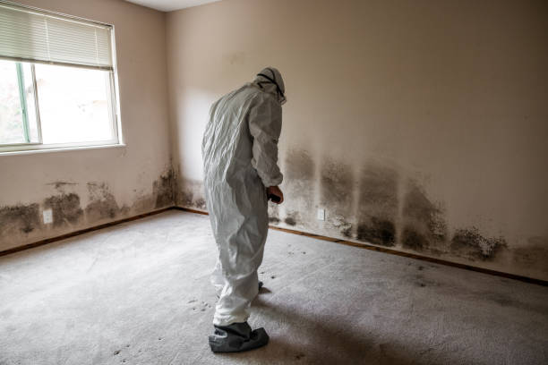 Best Toxic Mold Removal  in Gardner, IL