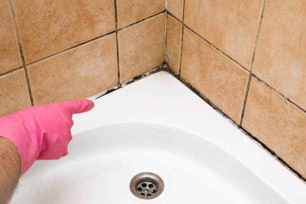 Best Affordable Mold Removal  in Gardner, IL